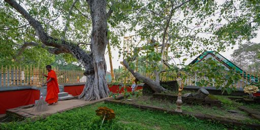 L'arbre le plus sacré de Sri Lanka